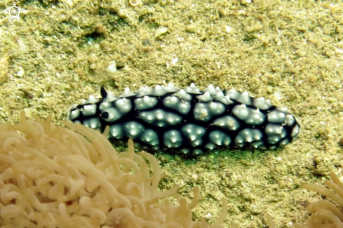 A Phyllidiella pustolosa  | Nudibranch