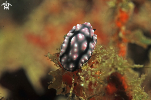 A Nudibranch