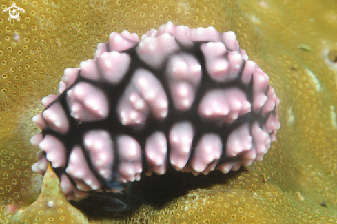 A Phyllidiella pustolosa  | Nudibranch