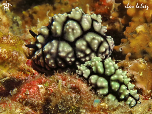 A Phyllidiella sp.   | Nudibranch