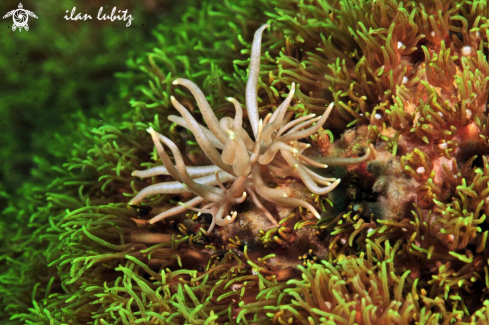 A Phyllodesmium briareum   | Nudibranch