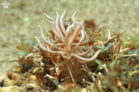 A Phyllodesmium briareum   | Nudibranch