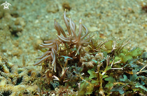 A Phyllodesmium briareum   | Nudibranch