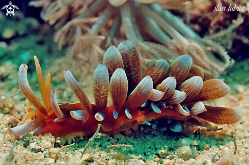 A Phyllodesmium Kabiranum  | Nudibranch