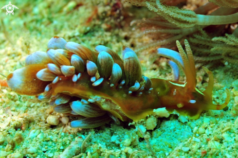 A Phyllodesmium Kabiranum  | Nudibranch