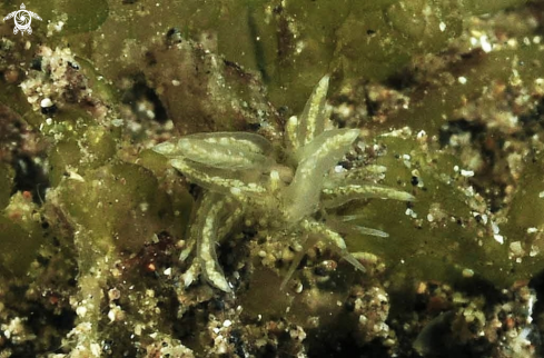 A Phyllodesmium longicirrum  | sea slug