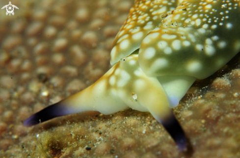 A plakobranchus ocellatus | Nudibranch