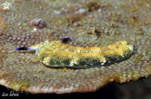 A plakobranchus ocellatus | Nudibranch