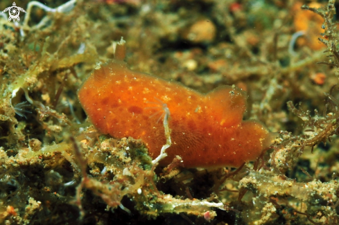 A Platydoris sp.  | sea slug
