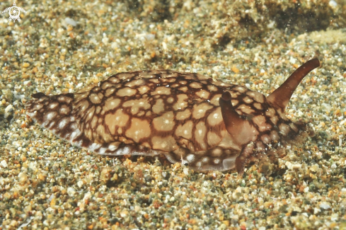 A Nudibranch