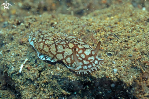 A Nudibranch