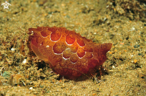 A pleurobranchus forskali    | sea slug