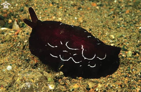 A sea slug