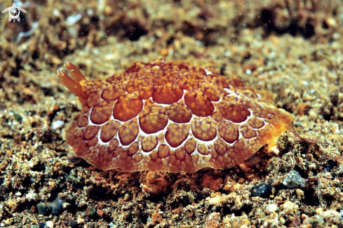 A pleurobranchus forskali    | sea slug