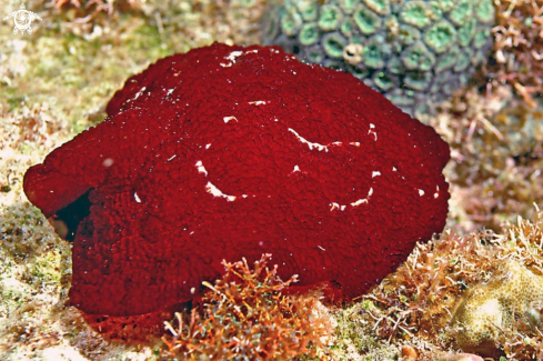A pleurobranchus forskali    | sea slug