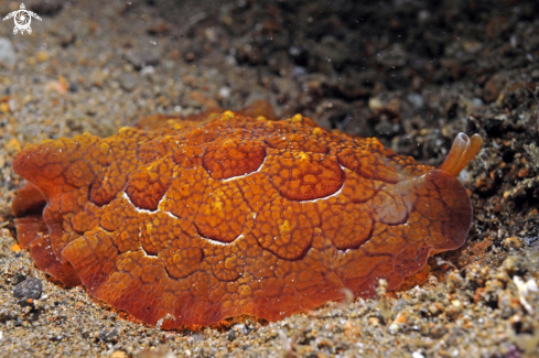 A pleurobranchus forskali    | sea slug