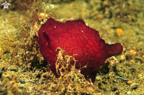 A pleurobranchus forskali    | sea slug