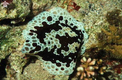 A sea slug