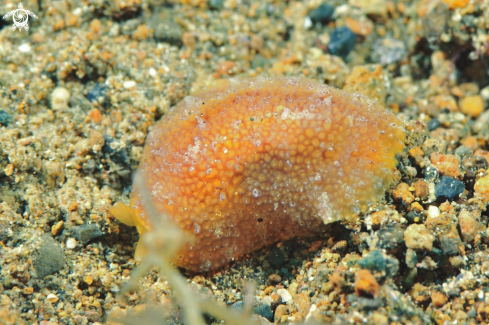 A Pleurobranchus peroni  | sea slug