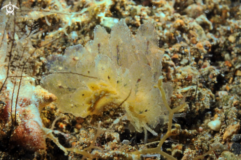 A sea slug