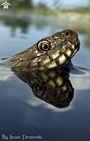 A Natrix tessellata | Vodena zmija Ribarica / Water snake - Ribarica.