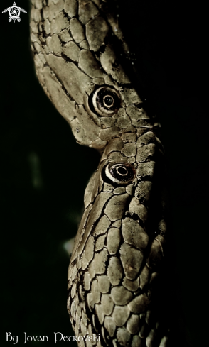 A Natrix tessellata | Vodena zmija Ribarica / Water snake - Dice snake.