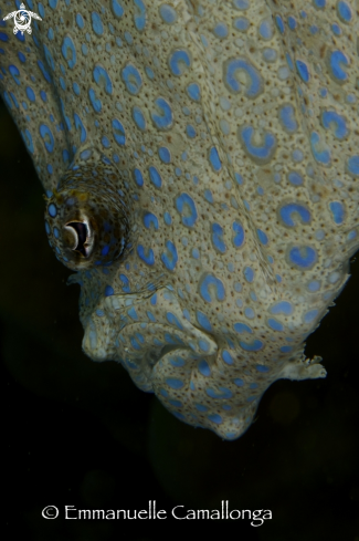 A tropical turbot