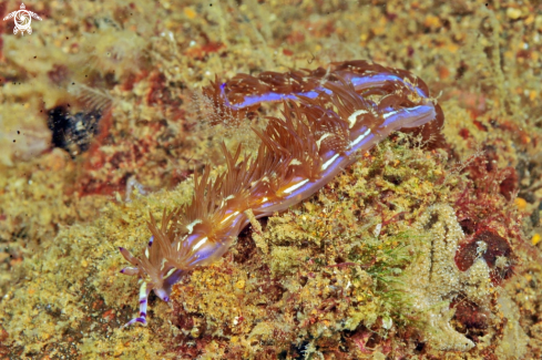 A Nudibranch