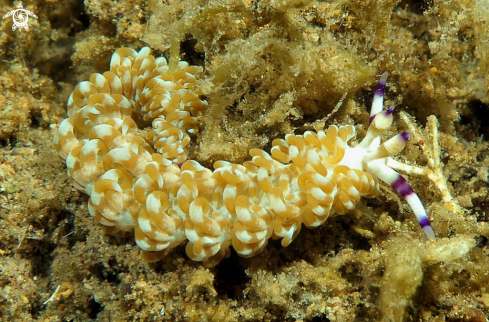 A Pteraeolidia ianthina | Nudibranch