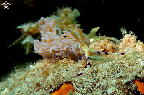 A Pteraeolidia ianthina | Nudibranch