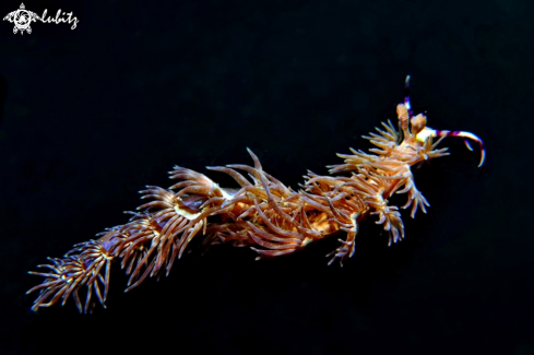 A Pteraeolidia ianthina | Nudibranch