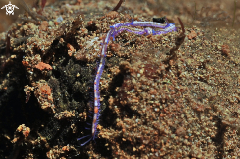 A Nudibranch