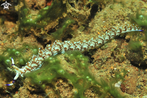 A Pteraeolidia ianthina | Nudibranch