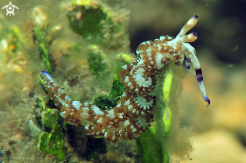 A Pteraeolidia ianthina | Nudibranch