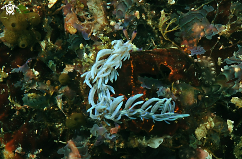 A Pteraeolidia ianthina | Nudibranch