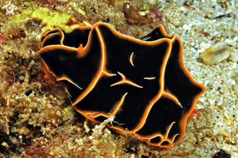 A Reticulidia halgerda | Nudibranch