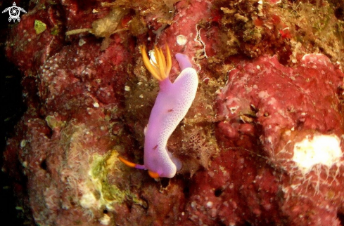 A Risbecia apolegma  | Nudibranch