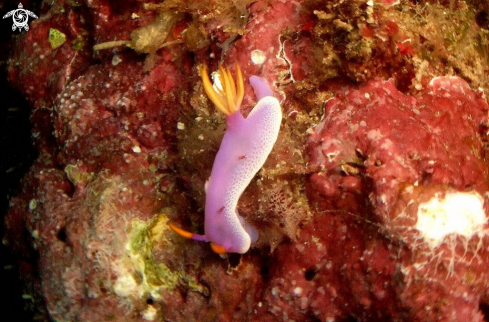 A Nudibranch