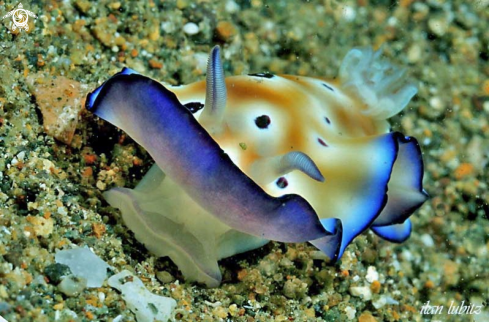 A Risbecia tryoni   | Nudibranch