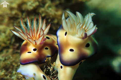 A Risbecia tryoni   | Nudibranch