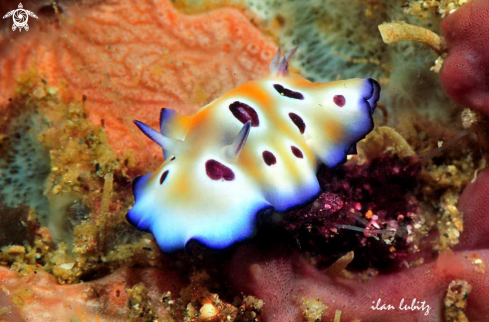 A Nudibranch