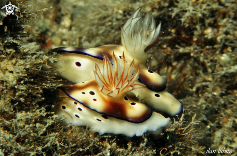 A Risbecia tryoni   | Nudibranch