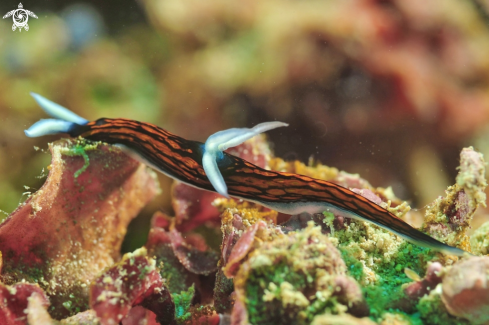 A Roboastra gracilis  | Nudibranch