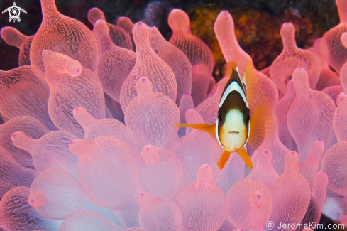 A Clown fish