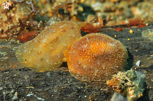 A sea slug