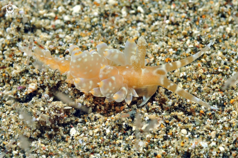 A Nudibranch