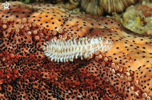 A  Coeloplana astericola   | sea slug