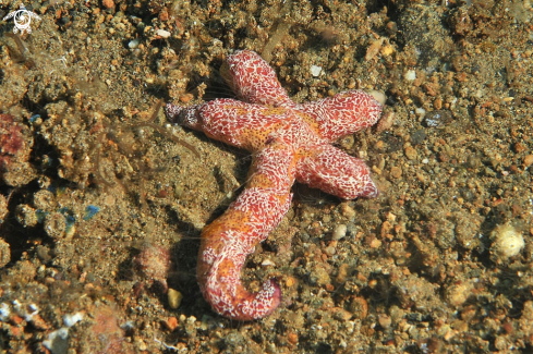 A  Coeloplana astericola   | sea slug