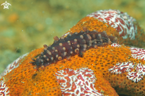 A  Coeloplana astericola   | sea slug