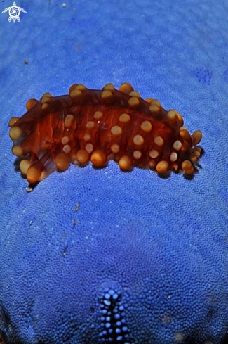 A  Coeloplana astericola   | sea slug